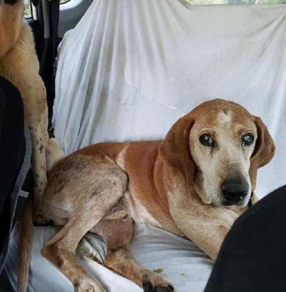 Meet your Posher, Joey - Picture 1 of 1